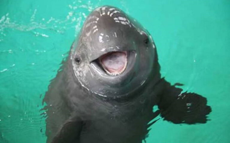 EE.UU. da toque de alerta a México por conservación de la vaquita marina