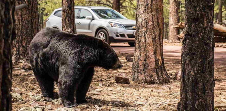 Cuidado con los osos