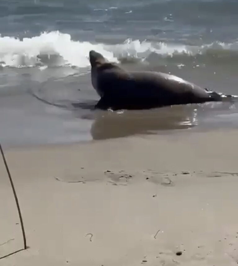 Inquieta muerte de leones marinos en playas del sur de California