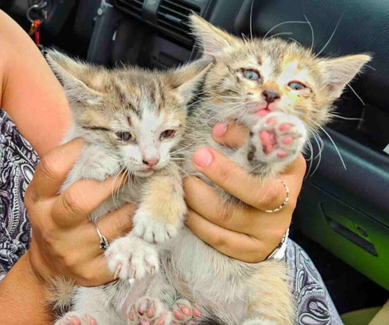 Rescatan a dos gatitos del interior de auto en el freeway 10