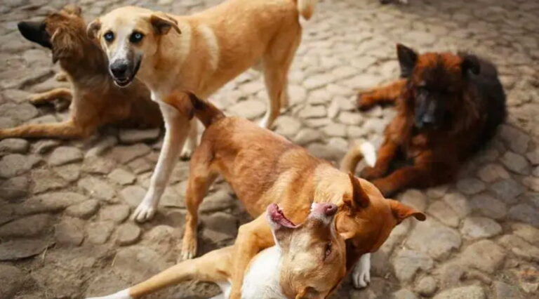 Alta índice de fallecimientos de perros en albergues de Estados Unidos
