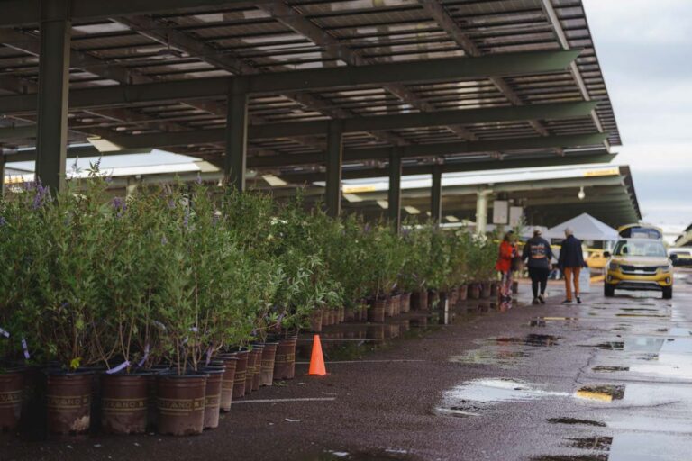 Invitan a programa de árboles de SRP
