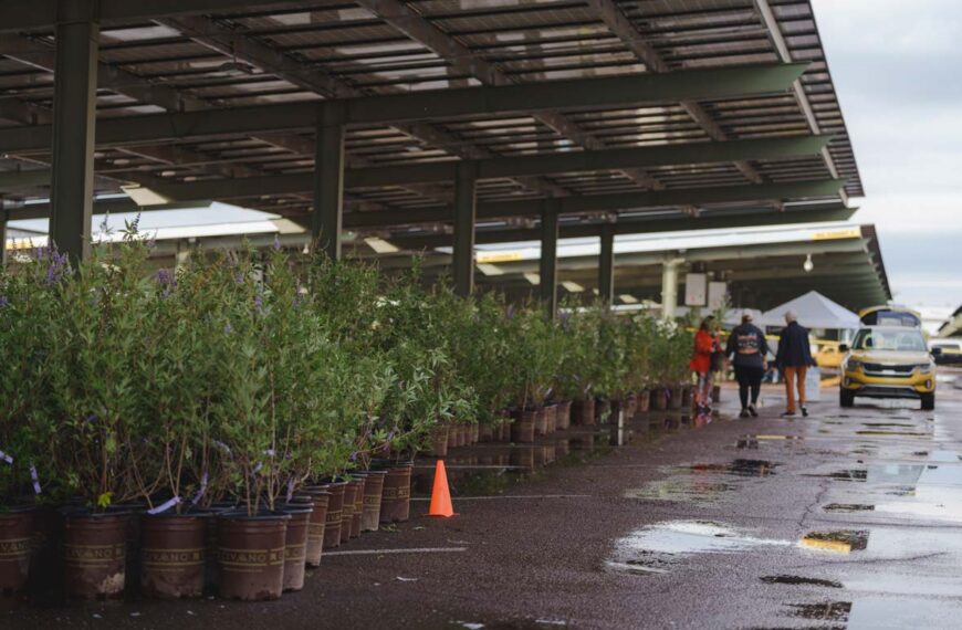 Invitan a programa de árboles de SRP