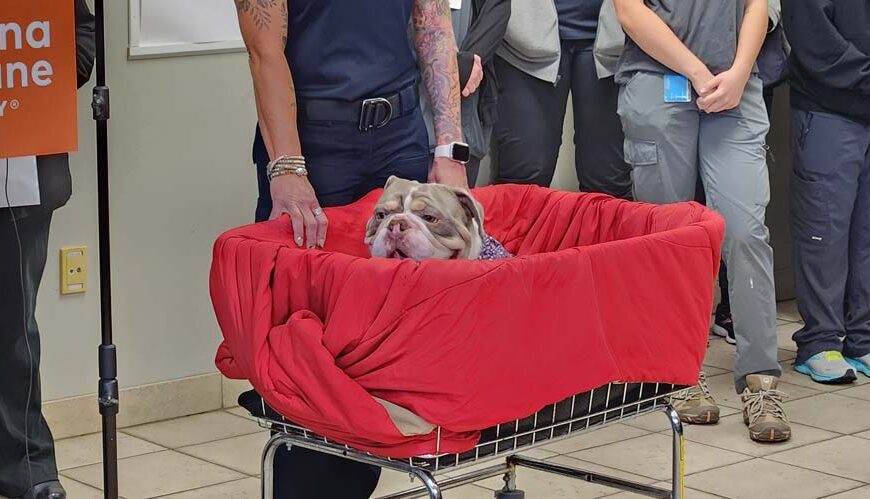 Alarma aumento de maltrato animal