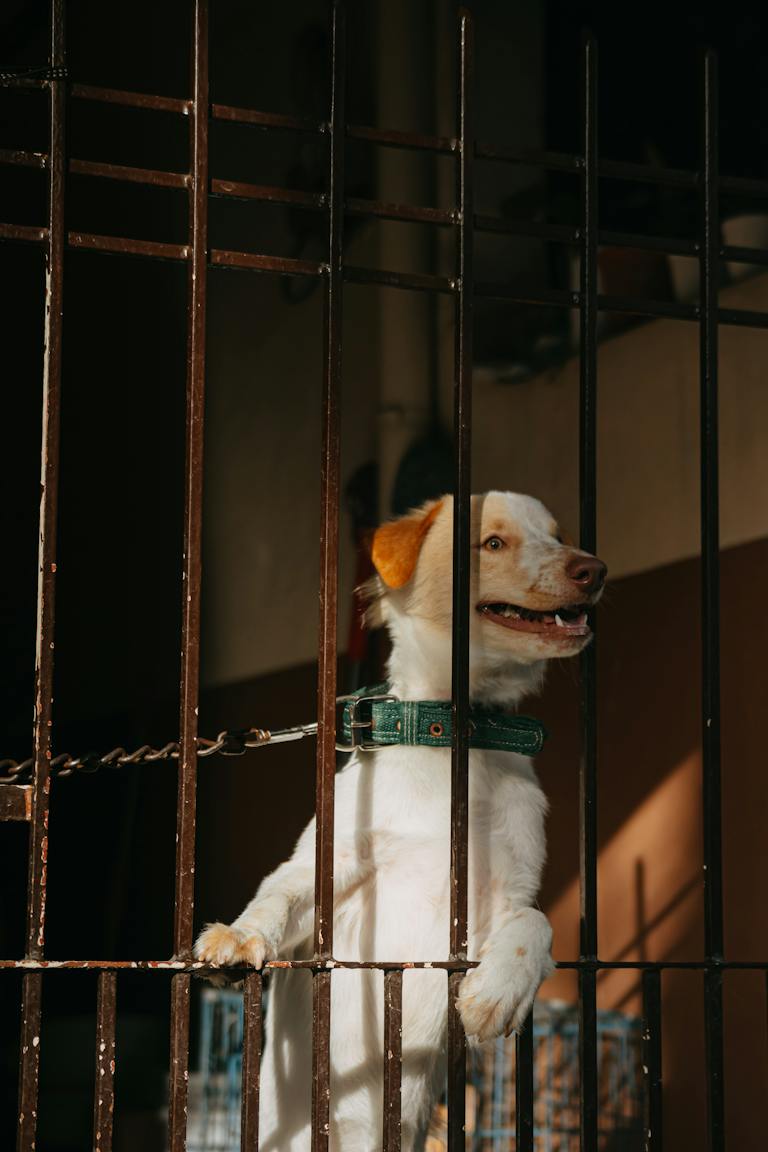 Dog Keeping Closed on the Chain