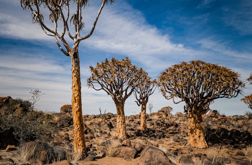 Quiver Trees in Namibian Desert Landscape