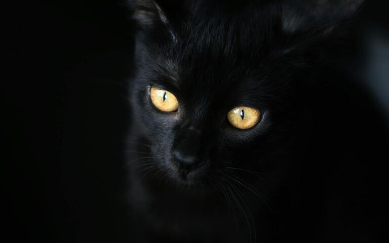 Gatito arrojado desde un vehículo en Phoenix encuentra un nuevo hogar