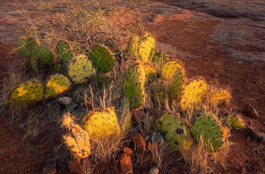Gobernadora Katie Hobbs toma acción histórica para preservar el agua en comunidades rurales