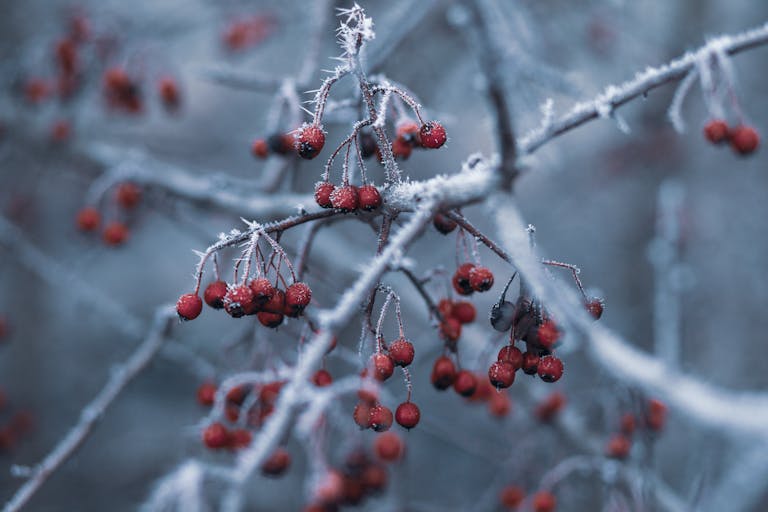 Close-up of frosty red berries on branches during winter, capturing the cold beauty of the season.