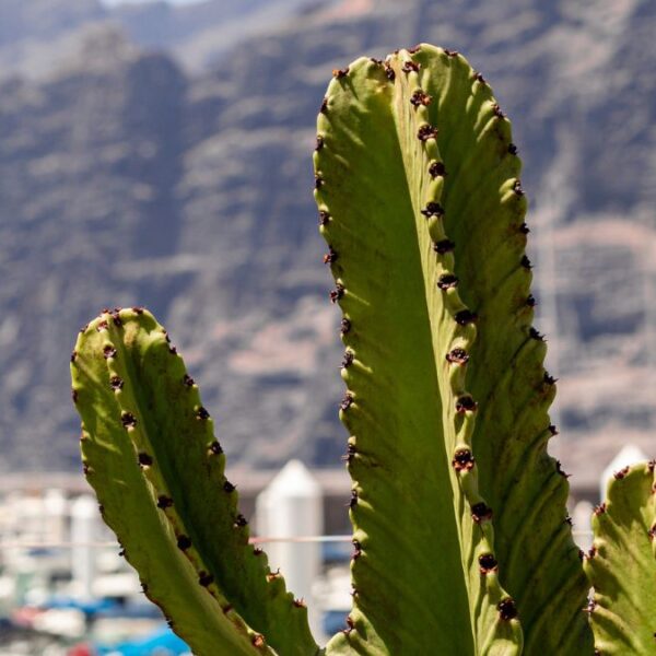 Phoenix aprueba reformas para proteger a trabajadores del calor