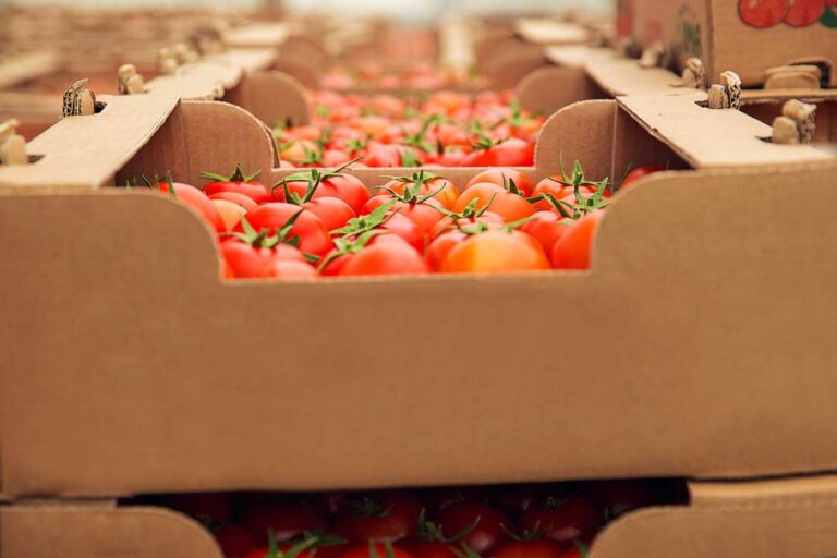Advierten crisis por “guerra del tomate”, ante propuesta de terminar acuerdo TSA