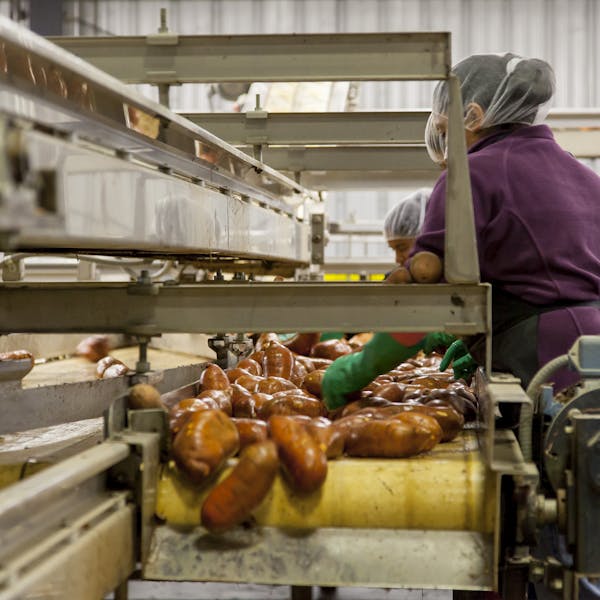 Workers sorting sweet potatoes in an industrial setting on a conveyor belt.