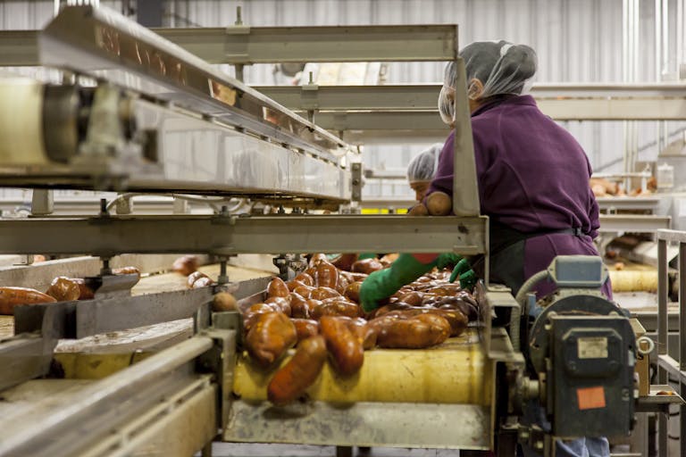 Workers sorting sweet potatoes in an industrial setting on a conveyor belt.