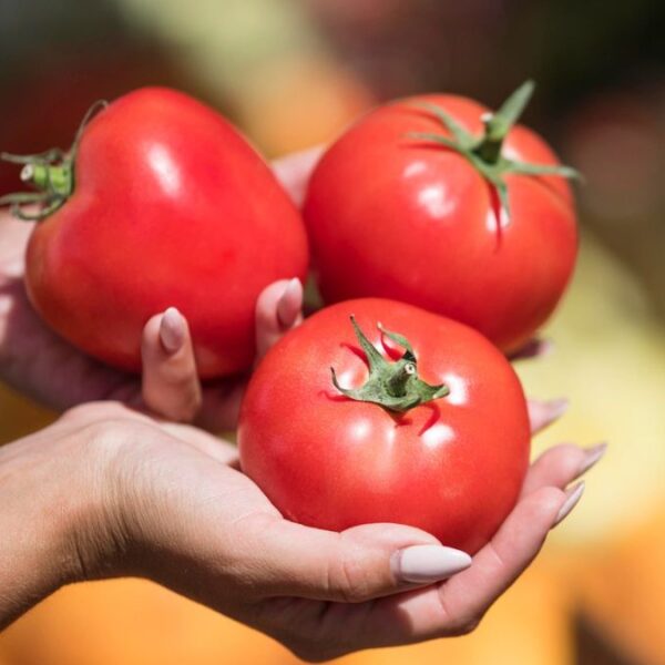 Aranceles y mercado saturado ‘aplastan’ al tomate mexicano