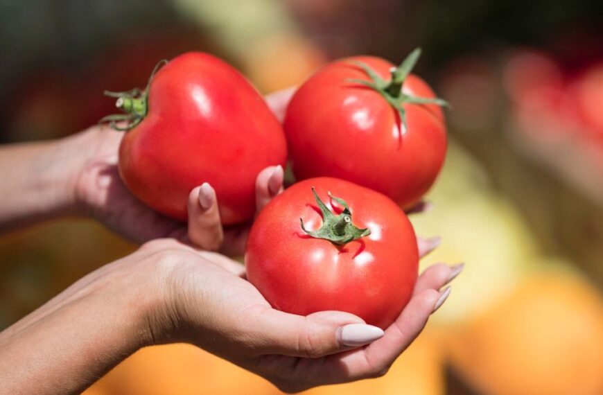 Aranceles y mercado saturado ‘aplastan’ al tomate mexicano