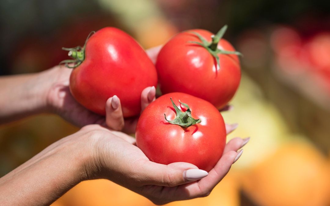 Aranceles y mercado saturado ‘aplastan’ al tomate mexicano