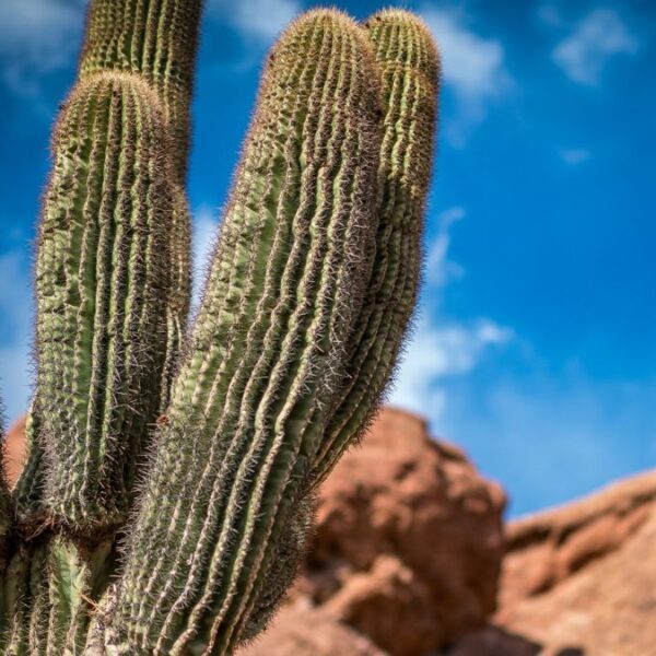 Calor extremo en Arizona y el cambio climático: Una amenaza creciente
