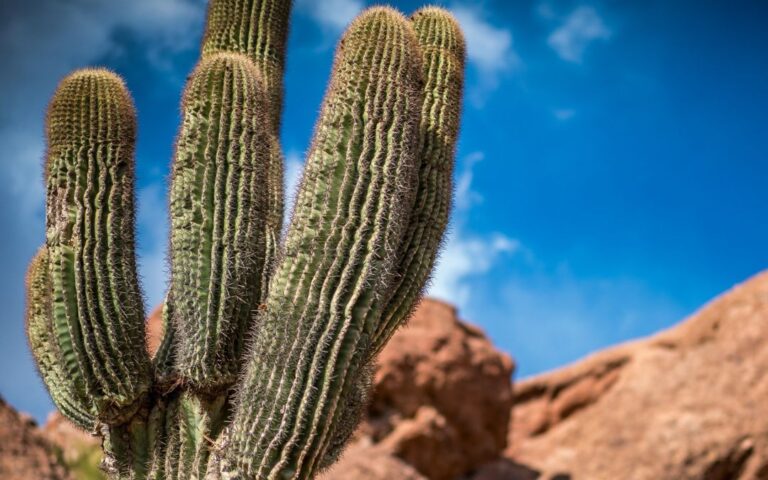 Calor extremo en Arizona y el cambio climático: Una amenaza creciente