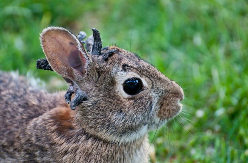 Aparición de conejos con “cuernos” en Colorado genera curiosidad y preocupación