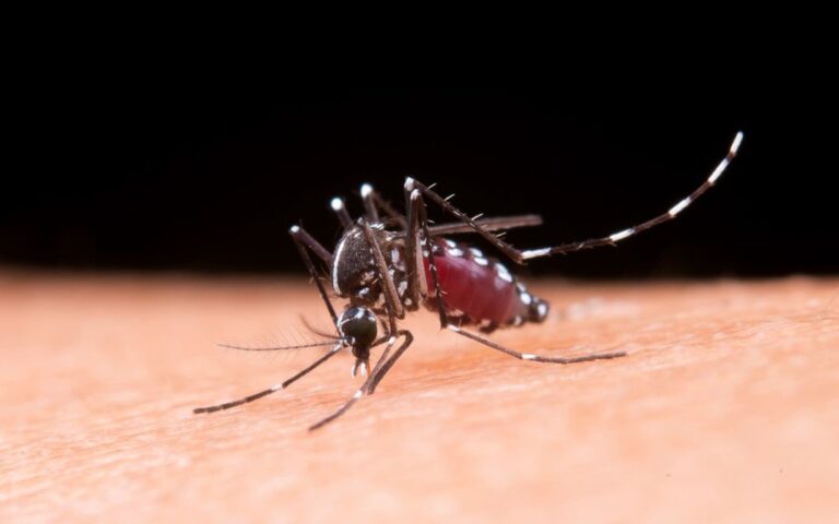 China enfrenta un brote de chikungunya con más de 7 mil casos