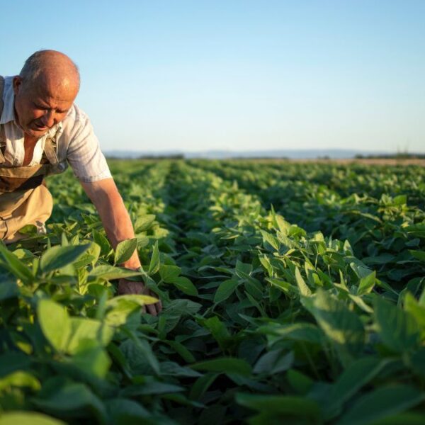 Agricultores sufren la incertidumbre financiera ante aranceles de Trump