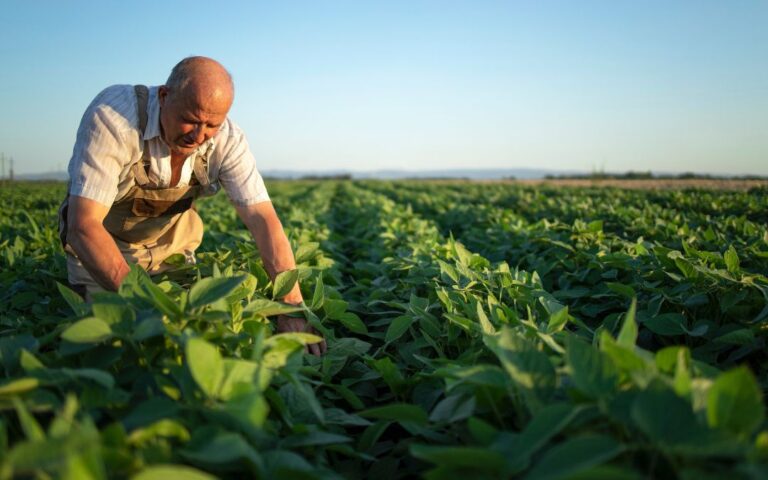 Agricultores sufren la incertidumbre financiera ante aranceles de Trump
