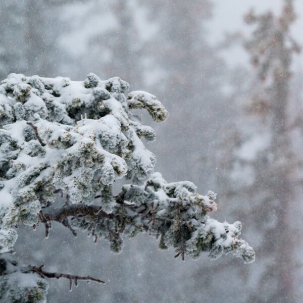 ¿Cuándo llegará la nieve a Arizona? Pronostican frío, lluvias y nevadas