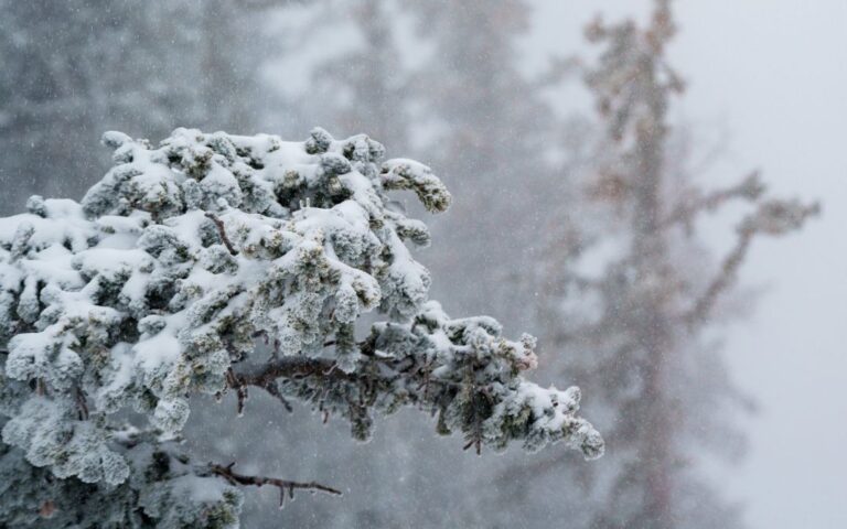 ¿Cuándo llegará la nieve a Arizona? Pronostican frío, lluvias y nevadas