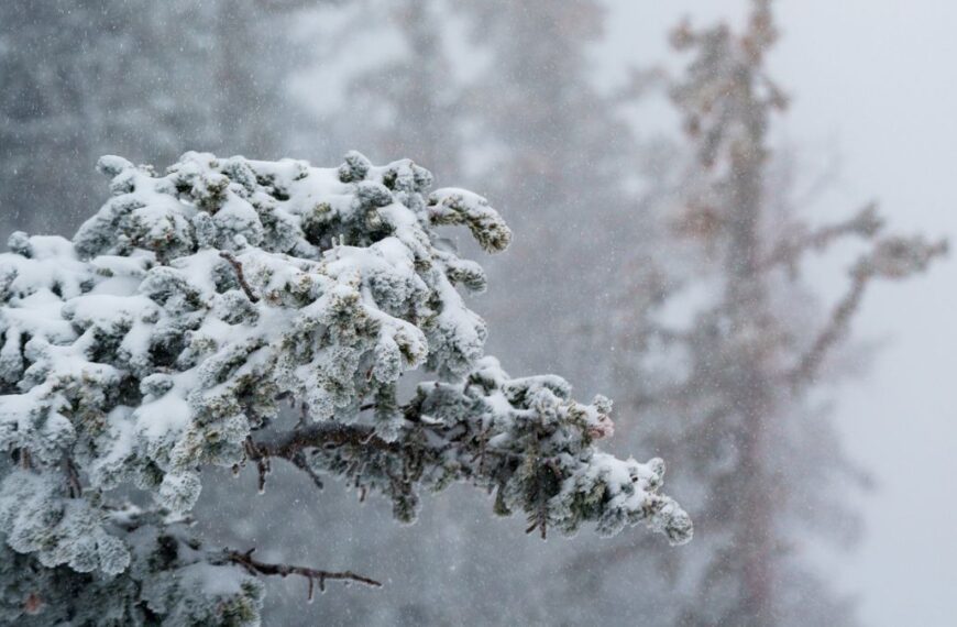 ¿Cuándo llegará la nieve a Arizona? Pronostican frío, lluvias y nevadas