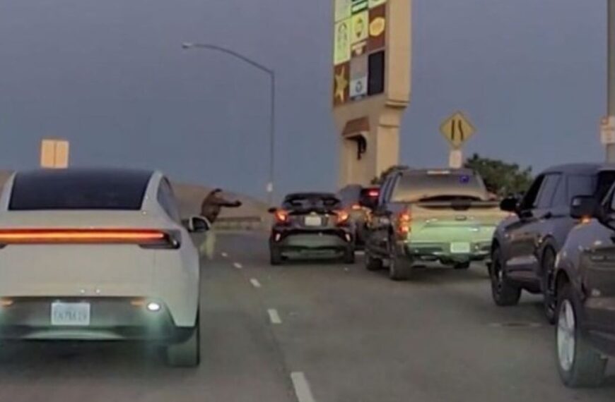 Hombre grave tras tiroteo con agentes de ICE en California