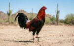 Desmantelan red millonaria de peleas de gallos en Arizona