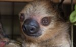 Amenaza de bomba obliga a evacuar el Zoológico de Phoenix