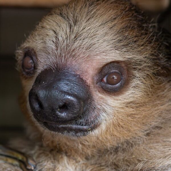 Amenaza de bomba obliga a evacuar el Zoológico de Phoenix