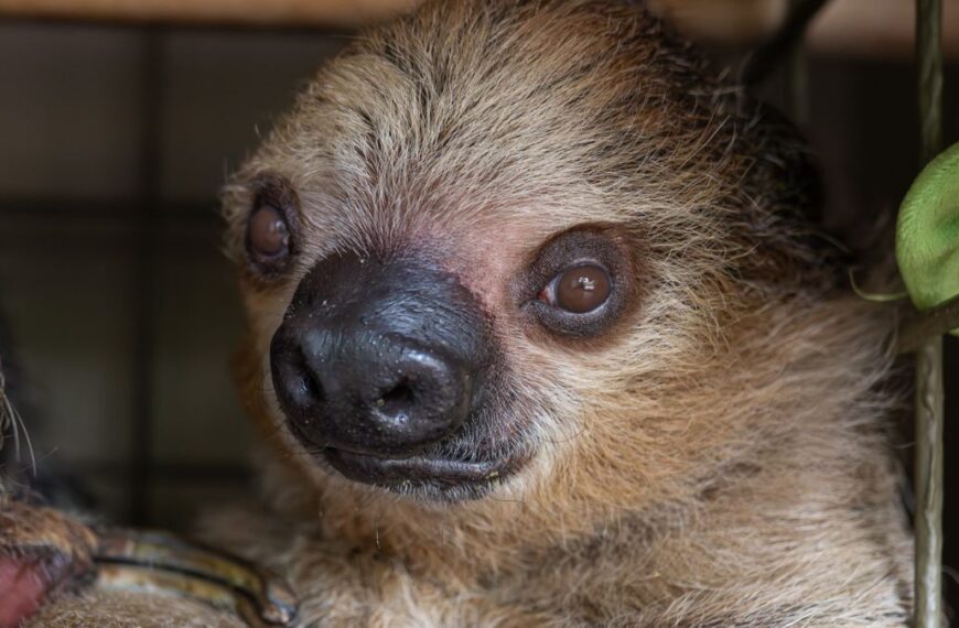 Amenaza de bomba obliga a evacuar el Zoológico de Phoenix