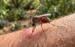 Confirman primera muerte por virus del Nilo en Arizona