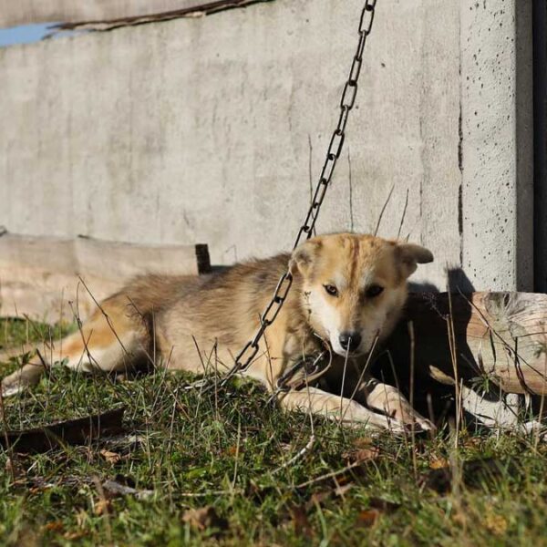 Actualiza Ayuntamiento prohibición sobre perros