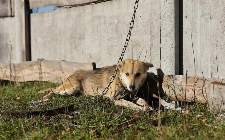 Actualiza Ayuntamiento prohibición sobre perros