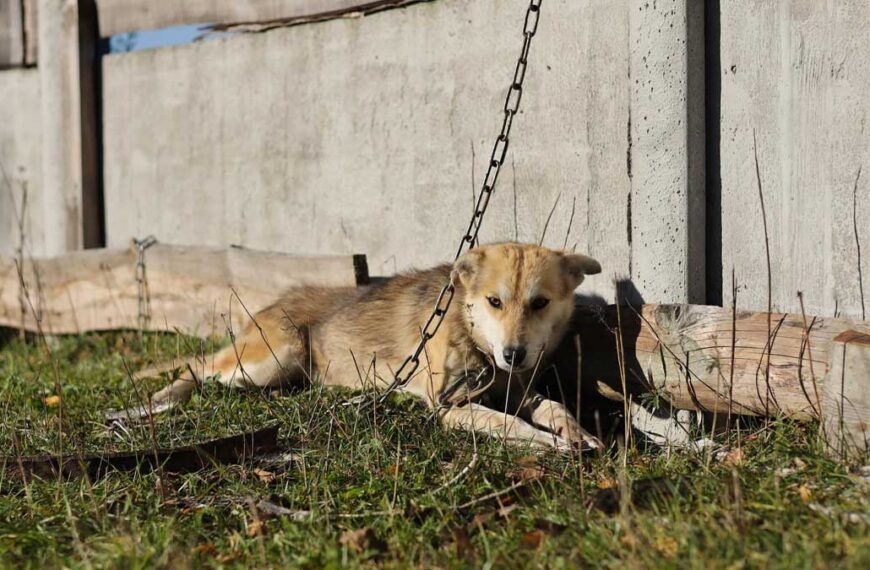 Actualiza Ayuntamiento prohibición sobre perros