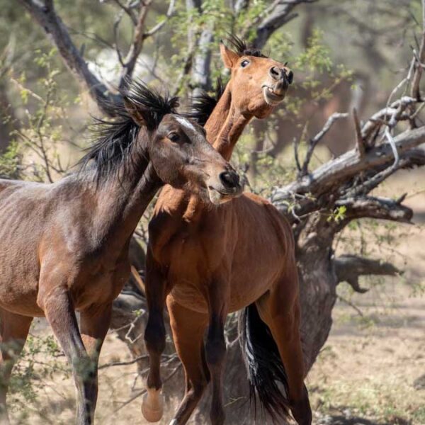 Investigación revela desprotección total sobre venta de caballos salvajes