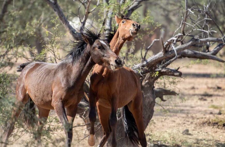 Investigación revela desprotección total sobre venta de caballos salvajes