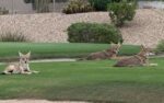 Madre defiende a su hija de un coyote en Surprise, AZ