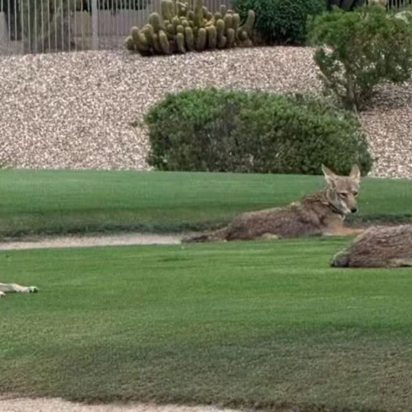 Madre defiende a su hija de un coyote en Surprise, AZ