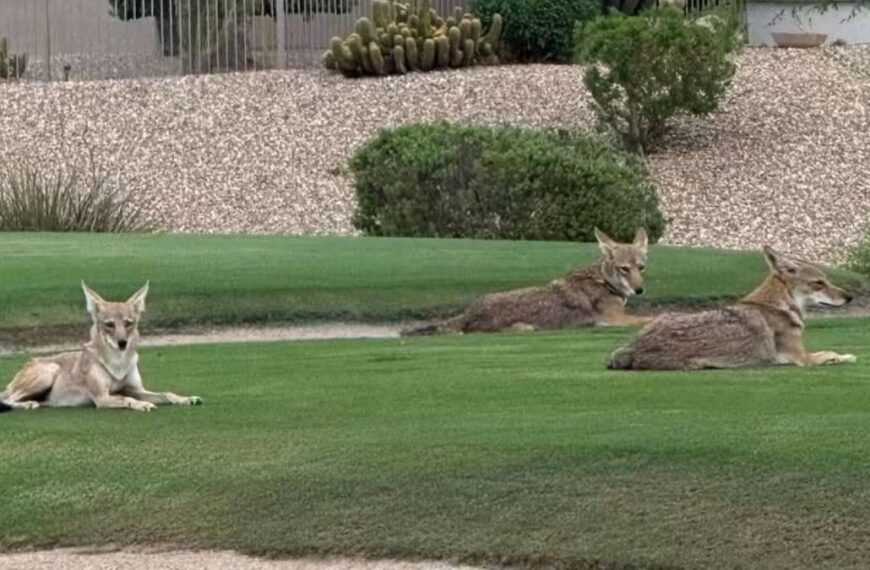 Madre defiende a su hija de un coyote en Surprise, AZ