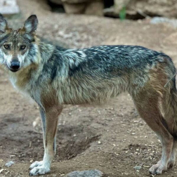 Lobo gris mexicano, bajo amenaza por orden ejecutiva de Trump