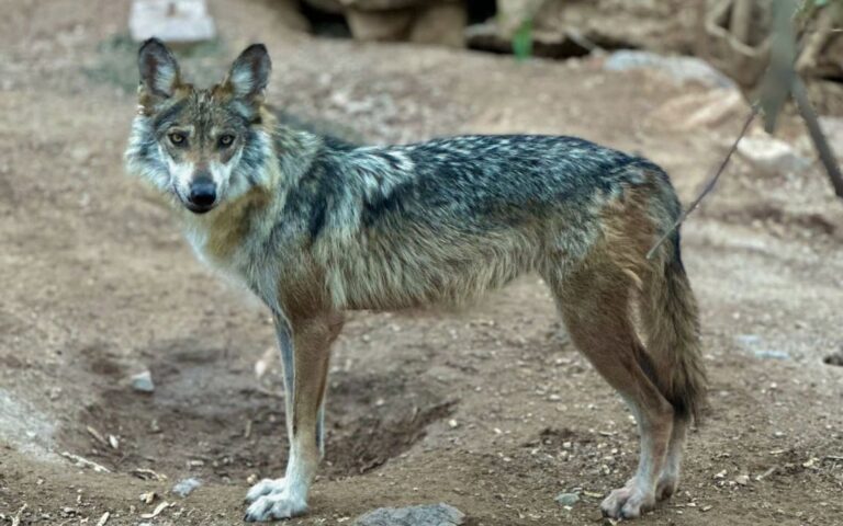 Lobo gris mexicano, bajo amenaza por orden ejecutiva de Trump