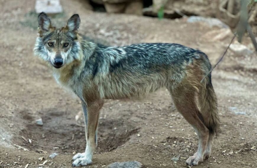 Lobo gris mexicano, bajo amenaza por orden ejecutiva de Trump