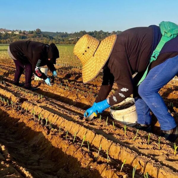 Es oficial: César Chávez Day es ahora Día del Trabajador Agrícola